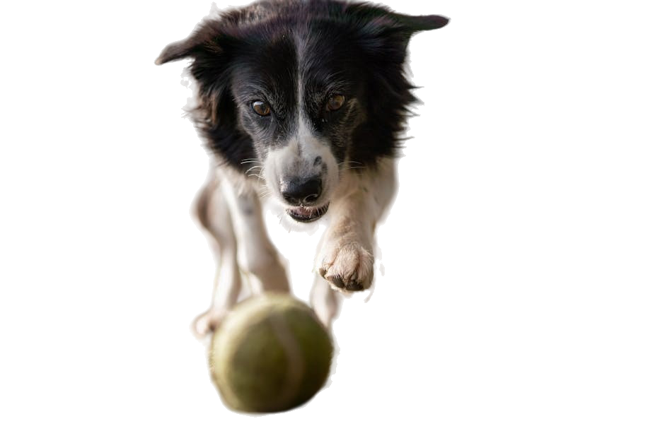 freepik__background__21294